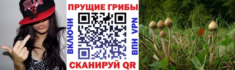 Псилоцибиновые грибы прущие грибы  MEGA вход  Саров  где можно купить наркотик 
