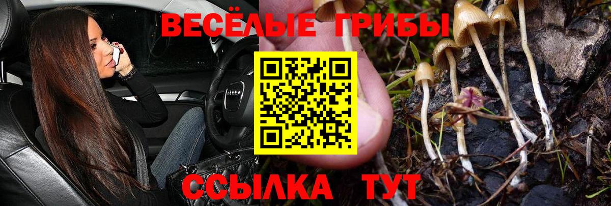 Галлюциногенные грибы Psilocybine cubensis  Галлюциногенные грибы Cubensis  Саров  магазин продажи   Вход с VPN 